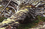 bb030 / Pinus sylvestris / Furu