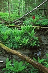 bb069 / Alnus incana / Gråor <br /> Betula pubescens / Bjørk <br /> Matteuccia struthiopteris / Strutseving