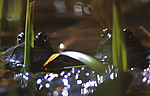 bb279 / Rana temporaria / Buttsnutefrosk