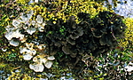 bb291 / Lobaria scrobiculata / Skrubbenever <br /> Sticta fuliginosa / Rund porelav