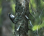 bb415 / Picoides tridactylus / Tretåspett
