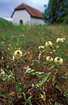 bb645 / Trifolium montanum / Bakkekløver