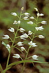 bb650 / Cephalanthera longifolia / Hvit skogfrue