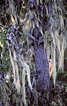 bb665 / Alectoria sarmentosa / Gubbeskjegg <br /> Picea abies / Gran