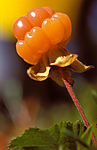bb719 / Rubus chamaemorus / Molte