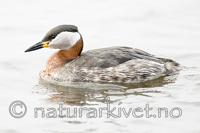 BB_20160402_1483 / Podiceps grisegena / Gråstrupedykker