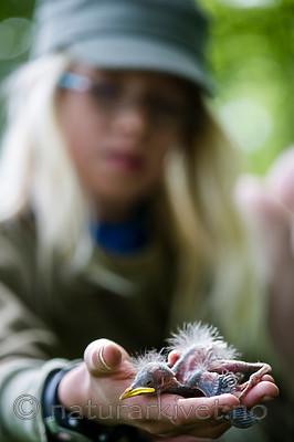 BB_20160528_0246 / Sturnus vulgaris / Stær