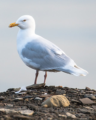 BB_20160714_0152 / Larus hyperboreus / Polarmåke