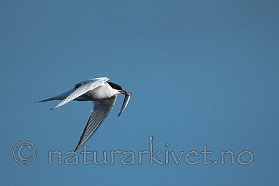 BB_20160714_0222 / Sterna paradisaea / Rødnebbterne