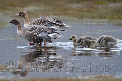 BB_20160714_0317 / Anser brachyrhynchus / Kortnebbgås