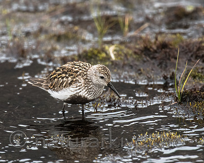 BB_20160714_0532 / Calidris alpina / Myrsnipe
