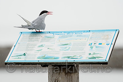 BB_20160715_0183 / Sterna paradisaea / Rødnebbterne