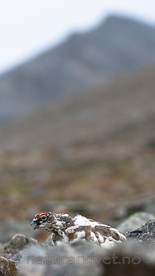 BB_20160715_0491 / Lagopus muta / Fjellrype <br /> Lagopus muta hyperborea / Svalbardrype
