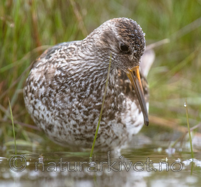 BB_20160715_0647 / Calidris maritima / Fjæreplytt
