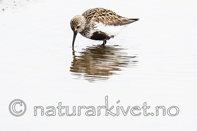 BB_20160715_0657 / Calidris alpina / Myrsnipe