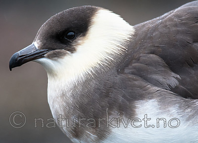 BB_20160716_0045 / Stercorarius parasiticus / Tyvjo