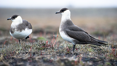 BB_20160716_0082 / Stercorarius parasiticus / Tyvjo