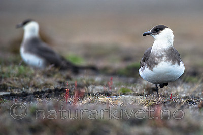 BB_20160716_0087 / Stercorarius parasiticus / Tyvjo