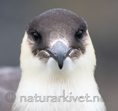 BB_20160716_0102 / Stercorarius parasiticus / Tyvjo