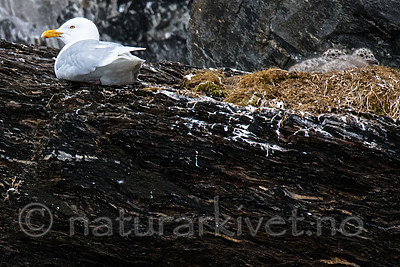 BB_20160717_0061 / Larus hyperboreus / Polarmåke