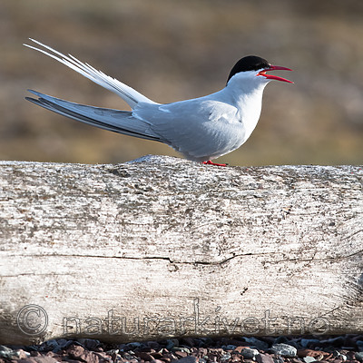 BB_20160719_0056 / Sterna paradisaea / Rødnebbterne