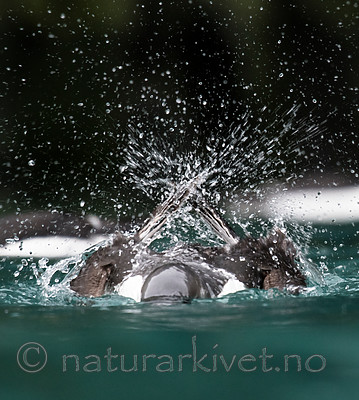 BB_20160720_0316 / Uria lomvia / Polarlomvi