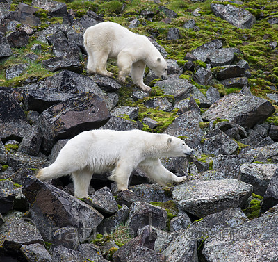 BB_20160721_0291 / Ursus maritimus / Isbjørn