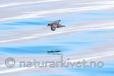 BB_20160723_0125 / Fulmarus glacialis / Havhest