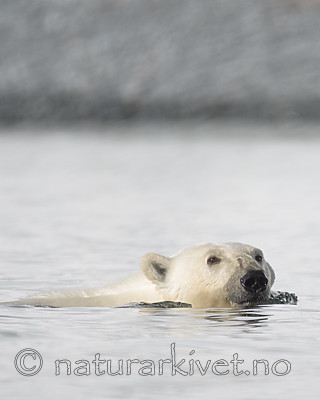 BB_20160723_0415 / Ursus maritimus / Isbjørn