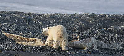 BB_20160723_0794 / Ursus maritimus / Isbjørn