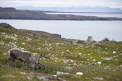 BB_20160728_0067 / Rangifer tarandus platyrhynchus / Svalbardrein