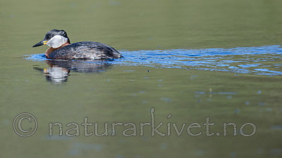 BB_20170430_0096 / Podiceps grisegena / Gråstrupedykker