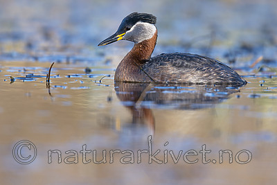 BB_20170430_0105 / Podiceps grisegena / Gråstrupedykker