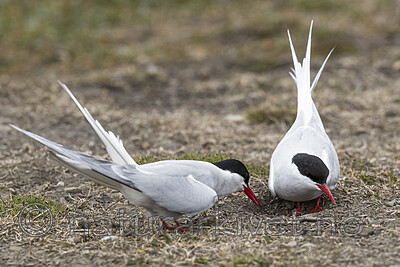 BB_20170802_0286 / Sterna paradisaea / Rødnebbterne