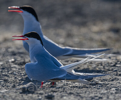 BB_20170802_1025 / Sterna paradisaea / Rødnebbterne