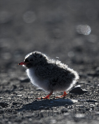 BB_20170802_1059 / Sterna paradisaea / Rødnebbterne