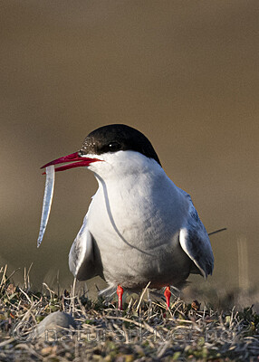 BB_20170802_1982 / Sterna paradisaea / Rødnebbterne