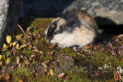 BB_20170923_0294 / Lemmus lemmus / Lemen