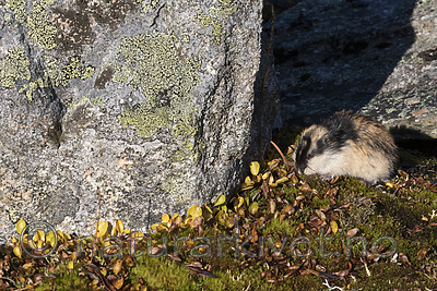 BB_20170923_0303 / Lemmus lemmus / Lemen