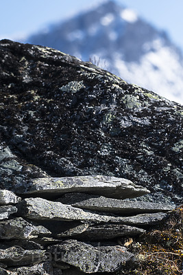 BB_20170923_0576 / Lemmus lemmus / Lemen