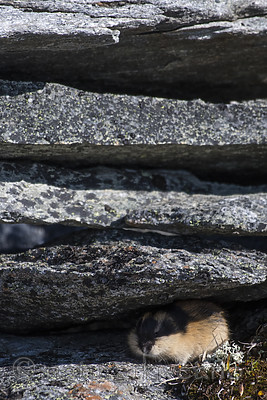 BB_20170923_0581 / Lemmus lemmus / Lemen