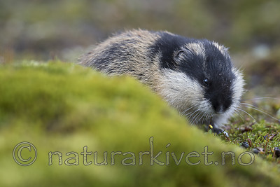 BB_20170924_1285 / Lemmus lemmus / Lemen