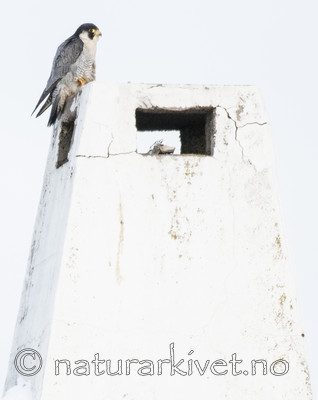 BB_20180121_0073 / Falco peregrinus / Vandrefalk