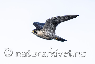 BB_20180121_0142 / Falco peregrinus / Vandrefalk