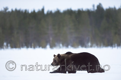 BB_20180417_0397 / Ursus arctos / Brunbjørn