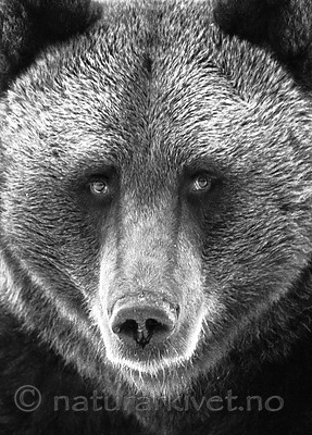 BB_20180417_0606-2 / Ursus arctos / Brunbjørn