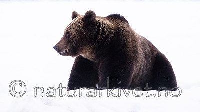 BB_20180417_0633 / Ursus arctos / Brunbjørn