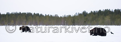 BB_20180417_0702 / Ursus arctos / Brunbjørn