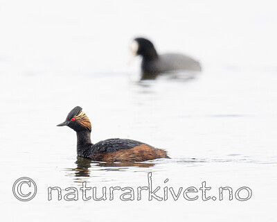BB_20180512_0484 / Podiceps nigricollis / Svarthalsdykker