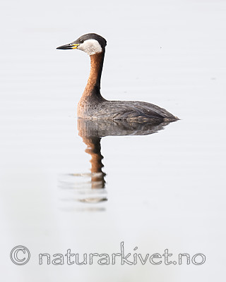 BB_20180512_0737 / Podiceps grisegena / Gråstrupedykker